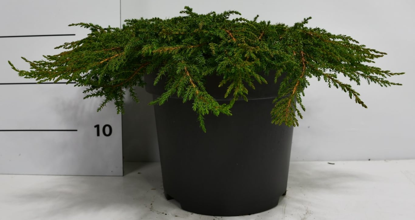 Juniperus comm. 'Green Carpet' - C12 50-60 CM